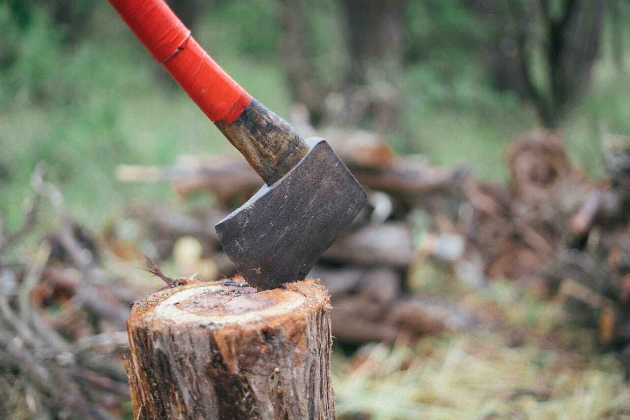 Best Tree Stump Removal  in USA